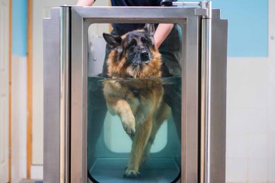 German Shepherd Hydro Therapy