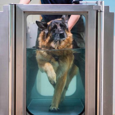 German Shepherd Hydro Therapy