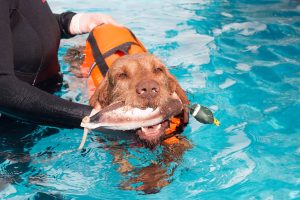 Dog Therapy Pool